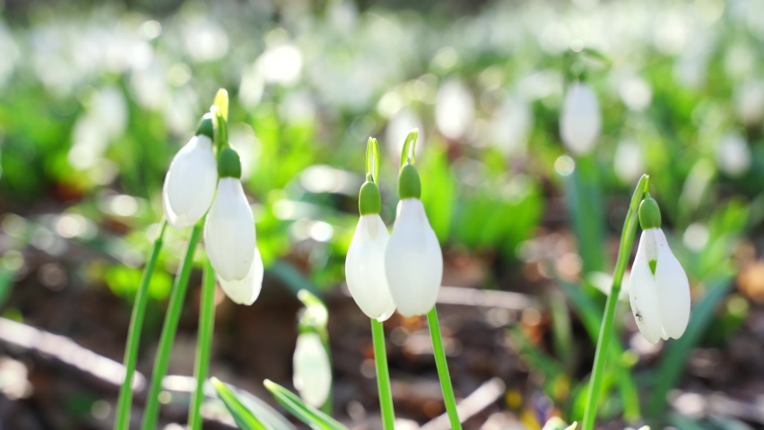 White snowdrops in the early spring in the forest, Early spring white flowers in the spring forest. Beautiful wild snowdrops are blooming. Royalty-Free Stock Footage #1087782506
