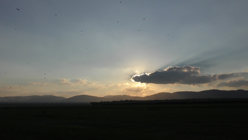 Black kite Milvus migrans is a medium-sized bird of prey in the family Accipitridae, timelapse during sunset in Beit Shean valley, Israel
