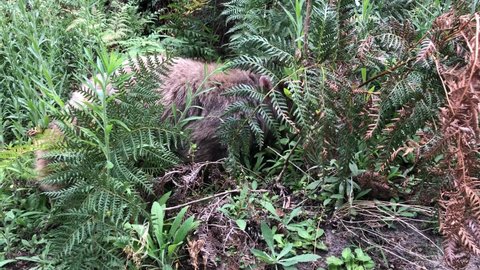 Wombat eating grass and slowly moving forward.