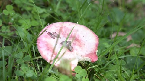 Russula mushroom in the grass in the forest. Edible small mushroom Russula with red russet cap in moss autumn forest background. Fungus in the natural environment