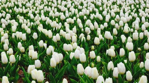 Close up view on Field or meadow of tender white tulips. Tulips flowers sway in the wind. Floral spring video banner
