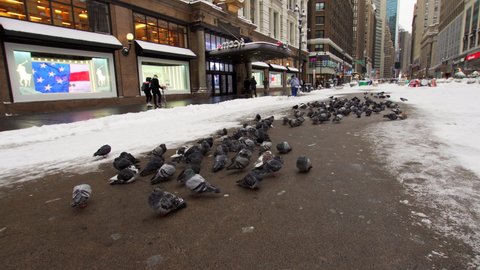 NEW YORK, USA - JANUARY 30, 2022: A lot of pigeons are sitting on asphalt in Manhattan. Winter. Macy's shop and skyscrapers are on the background