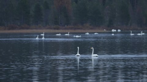Whooper swan couple on an evening lake in Northern Finland.	