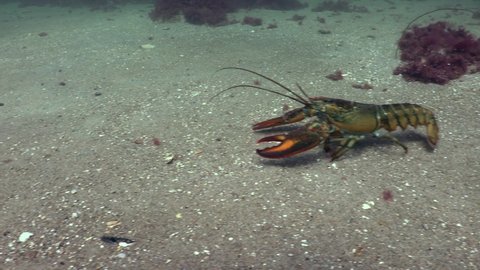 Atlantic Lobster in natural habitats