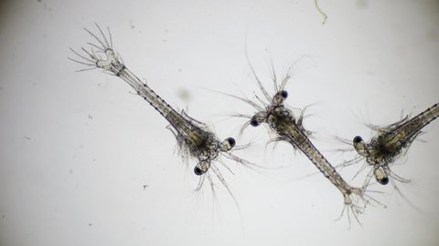 Shrimp larvae under a microscope. Zoea larva of white shrimp swimming in sae water under microscope, Asia. Microscopic, Macro, Biology, Laboratory, Video.
