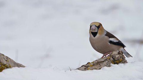 Hawfinch bird (Coccothraustes coccothraustes) eating in the snow on a cold winter day.