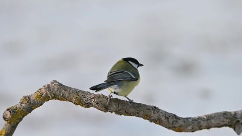 Birds, Sombre tit (Poecile lugubris) and Great Tit (Parus major) perching on a branch and  flying away at cold winter day. Slow motion.