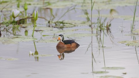 African pygmy goose with reflection on the water