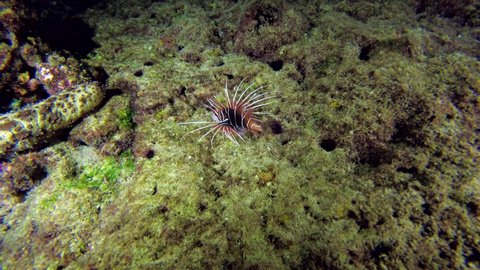 Radial Firefish or Clearfin Turkeyfish swim over coral reef in Indian Ocean, Maldives 
