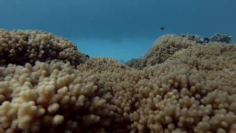 School of tropical fish swim over soft coral Sinularia 