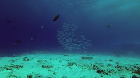 School of Bigeye Barracudas swim in the blue water over sandy bottom
