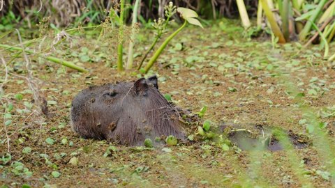 Giant cavy rodent, capybara hydrochoerus hydrochaeris cooling down by dipping inside swampy lake covered with aquatic vegetations, occasionally flap its ears to drive away the surrounding flies.