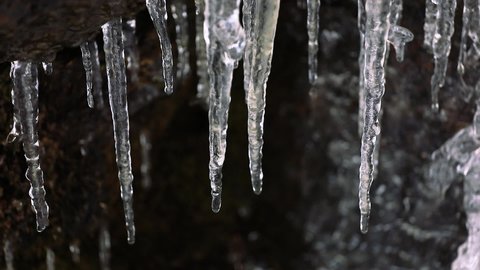Melting icicles on a dark background. Spring thaw