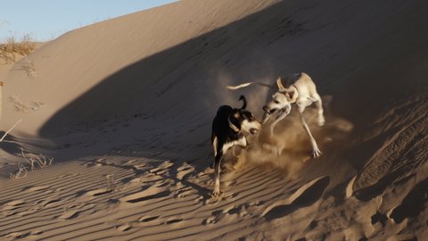 A black and a brown Sloughi dog (North African greyhound) play in sand dunes in Essaouira, Morocco. Slow-motion. 4k