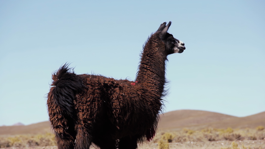 A Llama in the Argentine Altiplano (Highlands), near Salinas Grandes Salt Flats, Jujuy province, Argentina, South America. 4K Resolution. Royalty-Free Stock Footage #1087808543