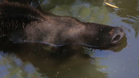 the snout of the tapir in the water