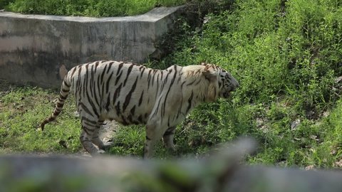 New Delhi, India - 02-03-2022 - A white tiger at a zoo in New Delhi, India.
