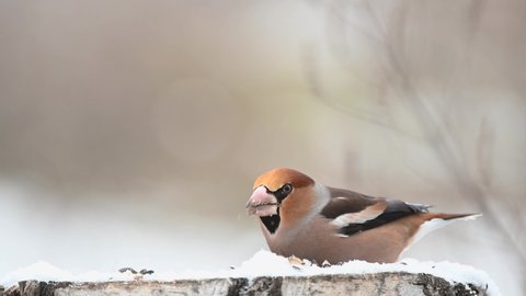 Songbird in winter in the forest. Hawfinch Coccothraustes coccothraustes. A bird on a beautiful background.