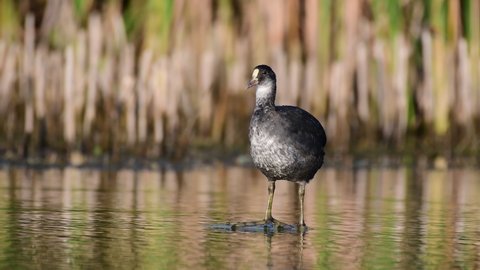 Eurasian Coot Fulica atra. The bird cleans its feathers. Sounds of nature.