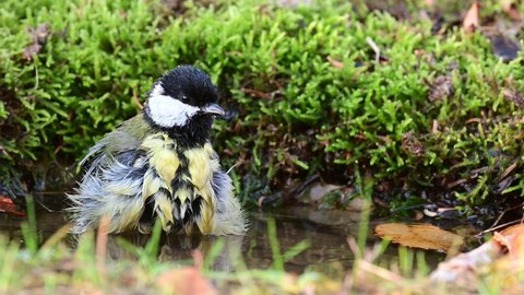 Great tit Parus major. A great tit bird actively moves its wings, and water drips around with a colorful bird.