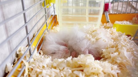 Golden hamster sleeps in the cage. Syrian hamster napping in sawdust
