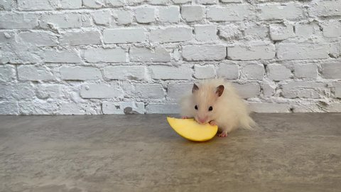 White golden hamster eats piece of apple on the table