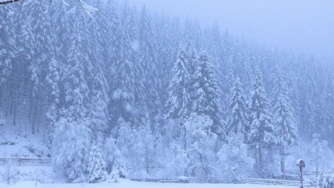  slow motion. beautiful winter tree against the backdrop of a coniferous forest. slowly falling snow