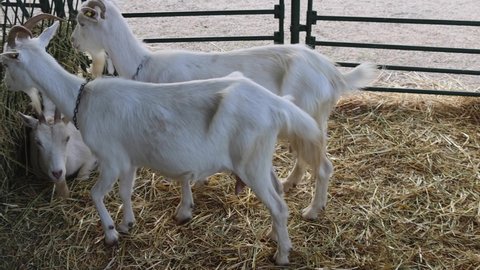 White Goats in Pen Enclosure at Animal Farm