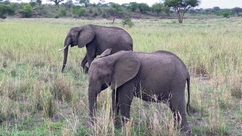Safari in Africa. A cute funny baby elephant eats grass in a field in Tarangire National Park. The amazing nature of Tanzania.