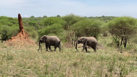 Two elephants graze in Tarangire National Park. Safari in Tanzania, Africa. Long shot.