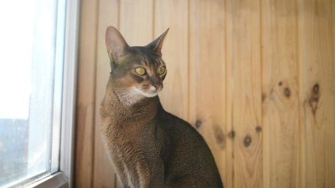 Beautiful homely Abyssinian cat on on a wooden balcony near the window on a sunny day.