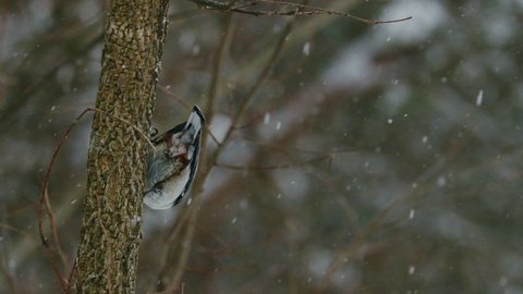 Nuthatch on Tree during Snow, Super Slo-mo