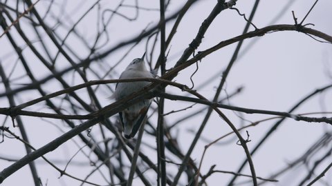 Nuthatch jumps from bare branch