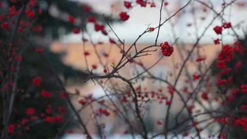 Ilex verticillata, winterberry, is holly native. Other names that have been used include black alder, Canada holly, coralberry, fever bush, Michigan or winterberry holly.