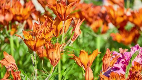 Lilium bulbiferum, common names orange lor fire lily, Jimmy's Bane and tiger lily, is a herbaceous European lily with underground bulbs, belonging to the Liliaceae.