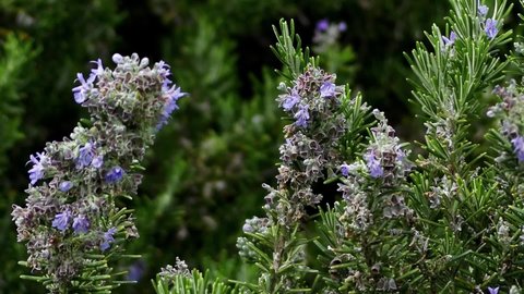 Salvia rosmarinus, commonly known as rosemary, is a shrub with fragrant, evergreen, needle-like leaves and white, pink, purple, or blue flowers, native to the Mediterranean region.