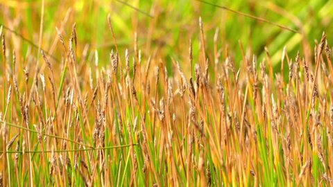 Trichophorum cespitosum, commonly known as deergrass or tufted bulrush, is flowering plant in sedge family.