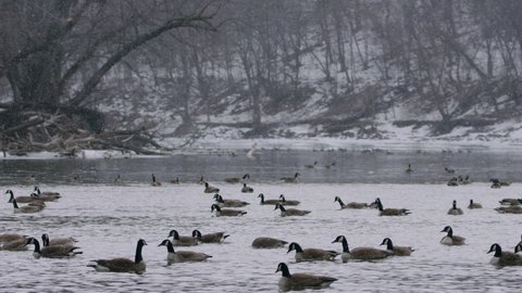 Canada Geese in river during snow