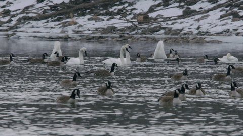 Swans and Geese floating in river during snow, Super Slo-Mo