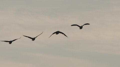 Migrating Geese at Sunrise, Super Slo-mo