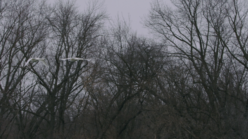 Trumpeter Swans flying in snow