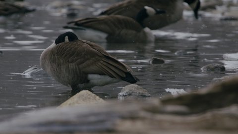 Canada Goose with tucked head, Super Slo-mo