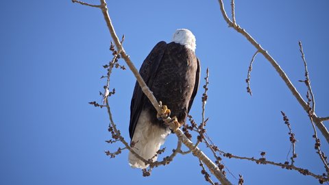 Bald Eagle landing in tree top next to other Eagle on blue sky sunny day in Utah.