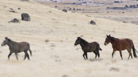 Wild horse herd running through the West Desert in Utah following each other.
