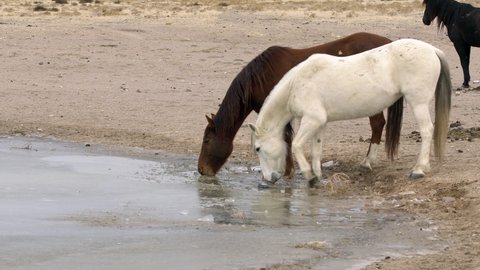 Wild horses at waterhole trying to kick and break the ice on the frozen pond in the desert.