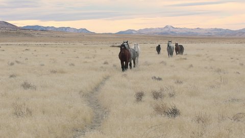 Wild horses running down trail through the West Desert in Utah moving in slow motion.