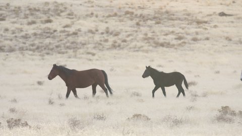 Wild horses running through the grassy landscape in winter through the West desert of Utah.