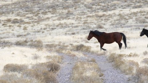 Onaqui wild horse herd running over dirt road in the West Desert in Utah.