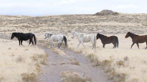Onaqui wild horse herd moving through the West Desert over dirt road in Utah.