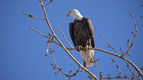 Bald Eagle watching in the distance as it takes off from tree branch as it hunts.